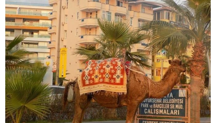 Monart Luna Playa Hotel poza 3